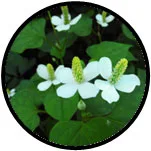 Cây Diếp Cá Kem Nhuộm Phủ Bạc